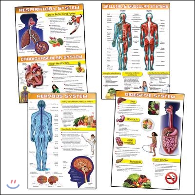 Human Body and Health Tips Bulletin Board Set