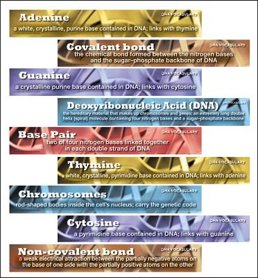 DNA Vocabulary Bulletin Board Set