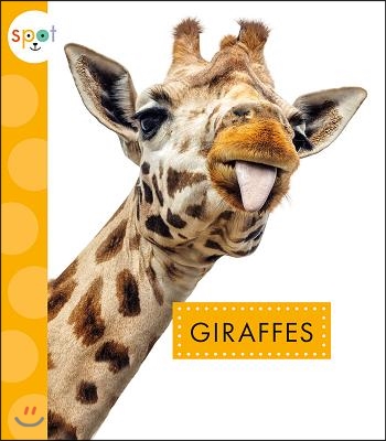 Giraffes