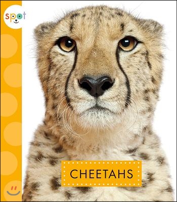 Cheetahs