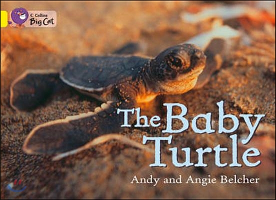 Collins Big Cat - the Baby Turtle Workbook