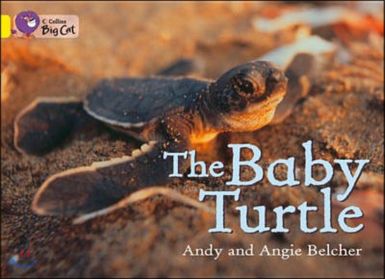 The Baby Turtle Workbook