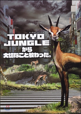 TOKYO JUNGLEから大切なこと敎