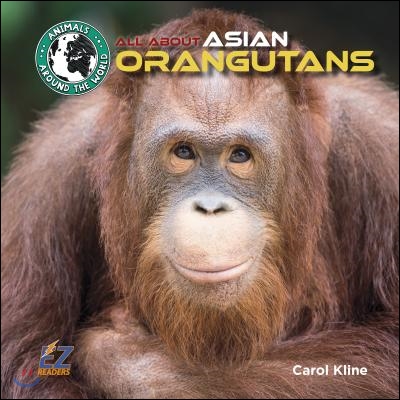 All about Asian Orangutans