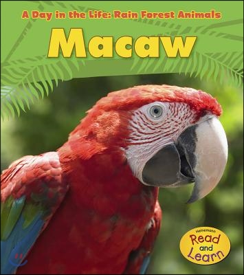 Macaw