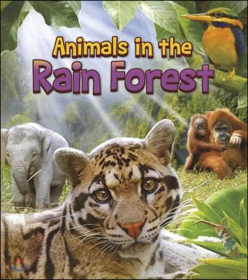 Animals in the Rain Forest