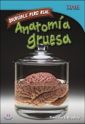 Anatomia Gruesa