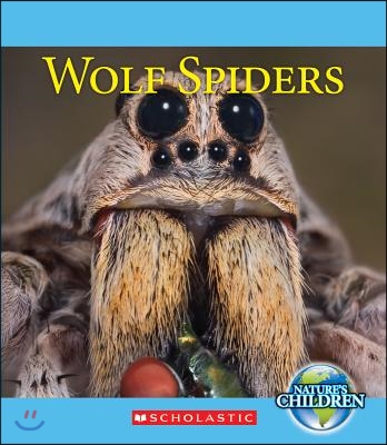 Wolf Spiders