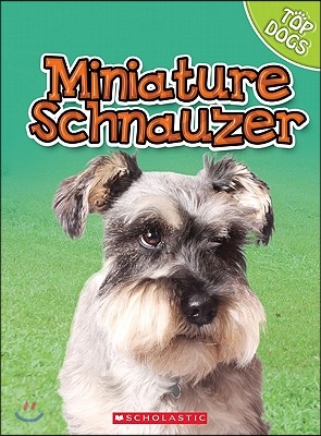 Miniature Schnauzer