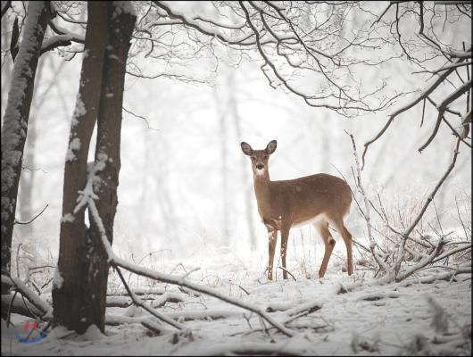 Doe in the Forest Large Embellished Holiday Notecards