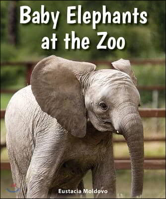 Baby Elephants at the Zoo