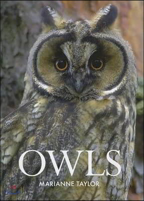 Owls