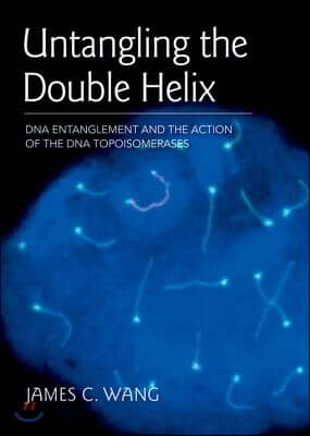 Untangling the Double Helix: DNA Entanglement and the Action of the DNA Topoisomerases