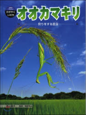 オオカマキリ 狩りをする昆蟲