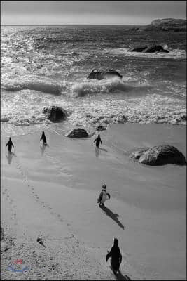 Alive! little penguin friends - black and white - Photo Art Notebooks (6 x 9 series): by Photographer Eva-Lotta Jansson