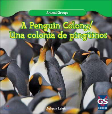 A Penguin Colony / Una Colonia de Pingüinos