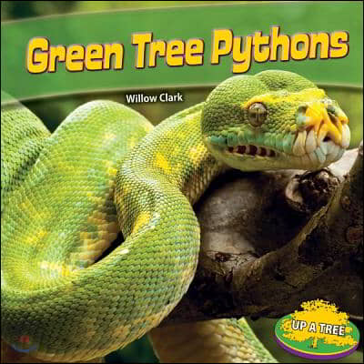 Green Tree Pythons