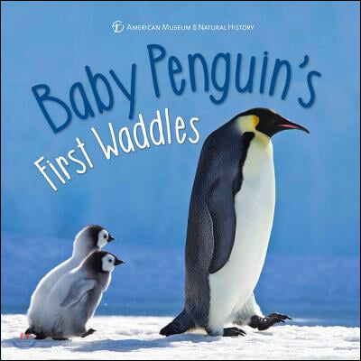 Baby Penguin&#39;s First Waddles