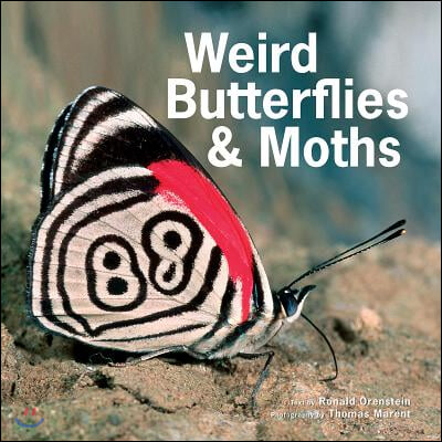 Weird Butterflies &amp; Moths