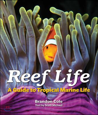 Reef Life