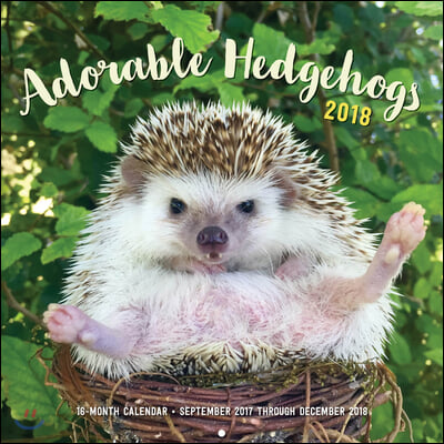 Adorable Hedgehogs 2018 Calendar