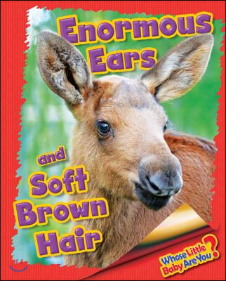 Enormous Ears and Soft Brown Hair (Moose)