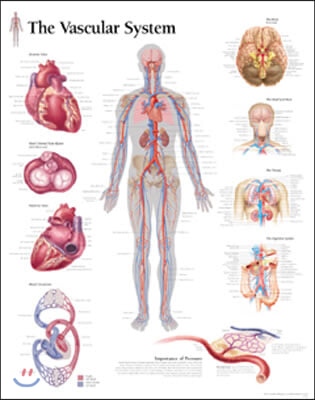 Vascular System Laminated Poster