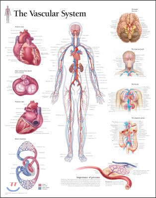 A Pulmonary System Laminated Poster