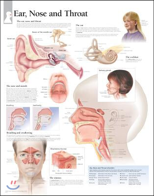 Ear, Nose &amp; Throat Paper Poster