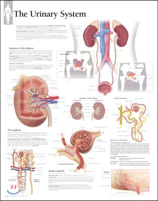 Urinary System Paper Poster