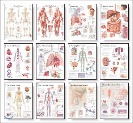 12 Body System Charts Set