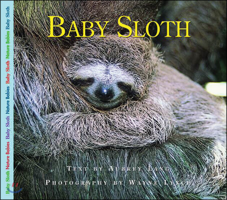 Baby Sloth