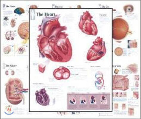 Body Organ Wall Chart Set