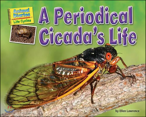 A Periodical Cicada's Life