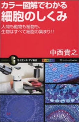 カラ-圖解でわかる細胞のしくみ 人間も動