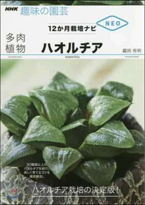 多肉植物 ハオルチア