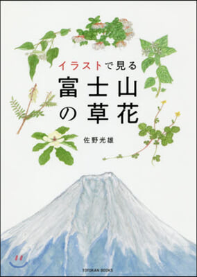 イラストで見る富士山の草花