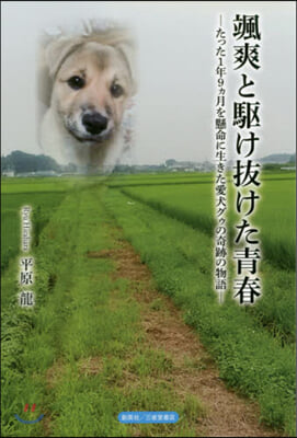 颯爽と驅け拔けた靑春 たった1年9ヵ月を