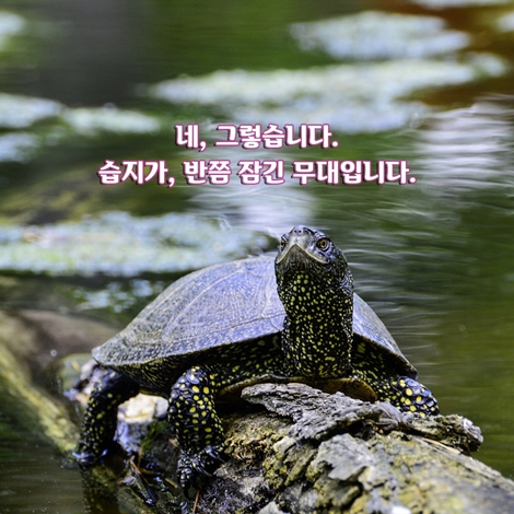 카드뉴스4