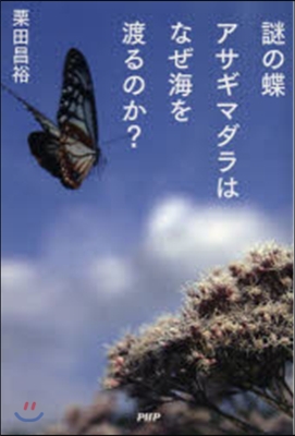 謎の蝶アサギマダラはなぜ海を渡るのか?