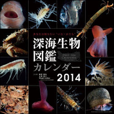 深海生物圖鑑2014 2014年カレンダ- 