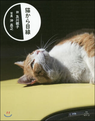 猫から目線