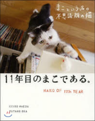 まこという名の不思議顔の猫 11年目のまこである。