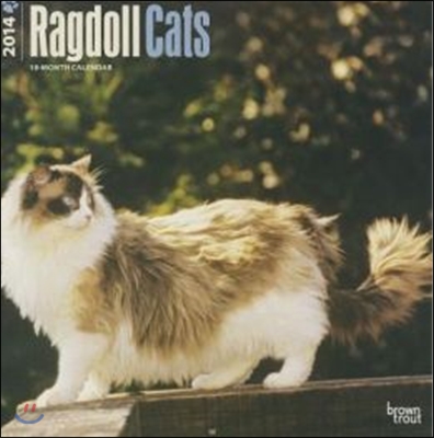 Ragdoll Cats 2014 Calendar