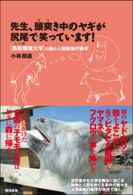 先生,頭突き中のヤギが尻尾で笑っています