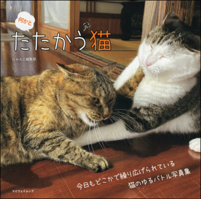 何かとたたかう猫