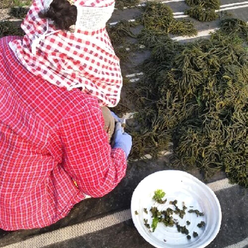 좋은맛 자연농부 자연산 마른 돌청각 3kg 김치양념 건청각