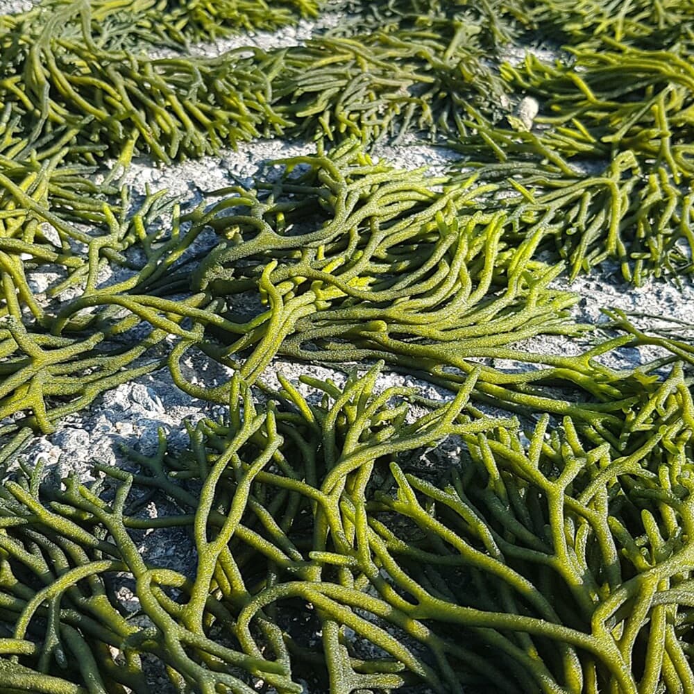 좋은맛 자연농부 자연산 마른 돌청각 3kg 김치양념 건청각