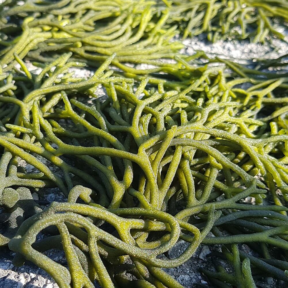 좋은맛 자연농부 자연산 마른 돌청각 500g 김치양념 건청각