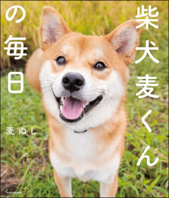 柴犬麥くんの每日